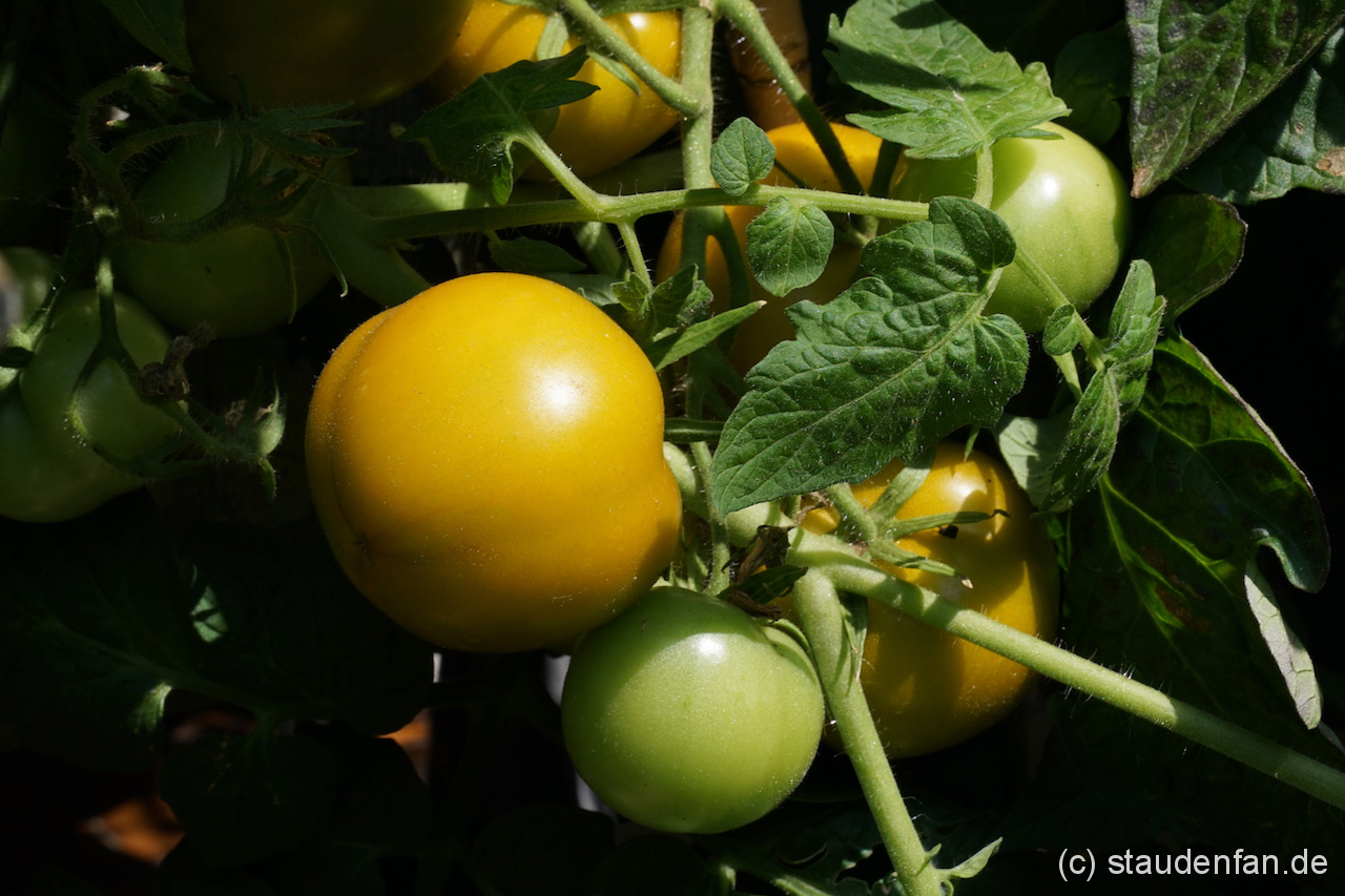 Tomatenfrüchte deSorte Lime Green am Strauch.