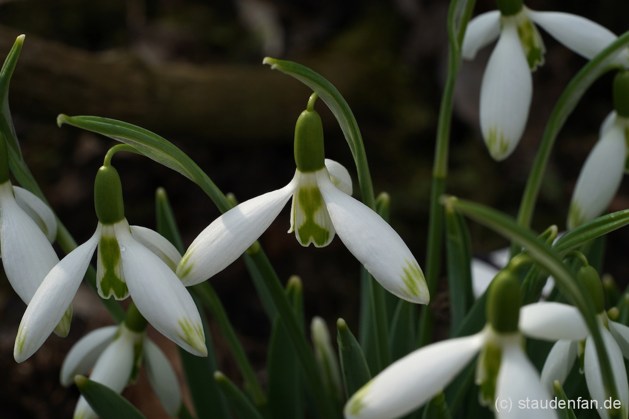 Das Schneeglöckchen Galanthus elwesii 'Daphne's Scissors' ist unglaublich elegant und blüht recht früh.