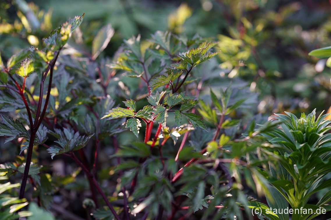 Cicimifuga simplex ‚Atropurpurea’ – Bild 3