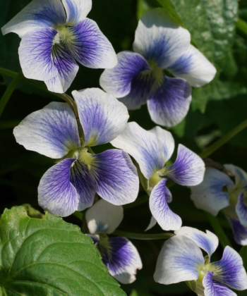 Viola sororia 'Priceana' haben wir vor vielen Jahren als Viola cucculata 'Ploeger' bekommen. Wie dem auch sei, sie kann als zahmer Bodendecker verwendet werden.
