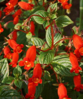 Seemannia nematanthodes Evita bringt ein feuerrotes Blütenmeer hervor.