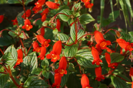 Seemannia nematanthodes Evita bringt ein feuerrotes Blütenmeer hervor.