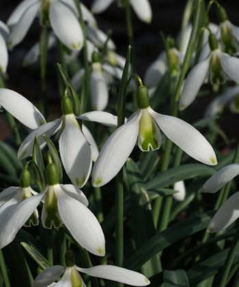 Das Schneeglöckchen Galanthus 'Curly' hat freche grüne Spitzen an den äußeren Blütenblättern.