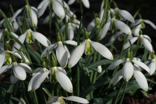 Das Schneeglöckchen Galanthus 'Curly' hat freche grüne Spitzen an den äußeren Blütenblättern.