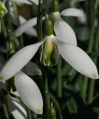 Galanthus 'Curly' ist auch für den Anfänger geeignet und ein dankbares Schneeglöckchen.