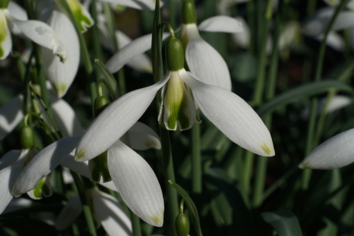 Galanthus 'Curly' ist auch für den Anfänger geeignet und ein dankbares Schneeglöckchen.