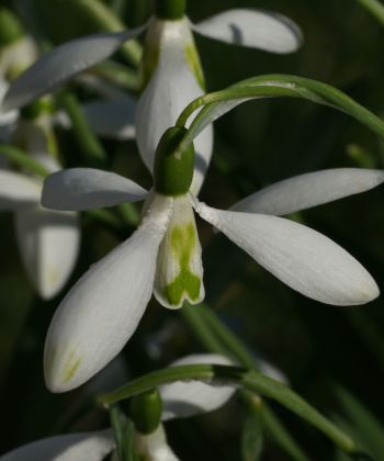 Galanthus 'Daphne's Scissors' ist eine Auslese aus der Wildart Galanthus elwesii.