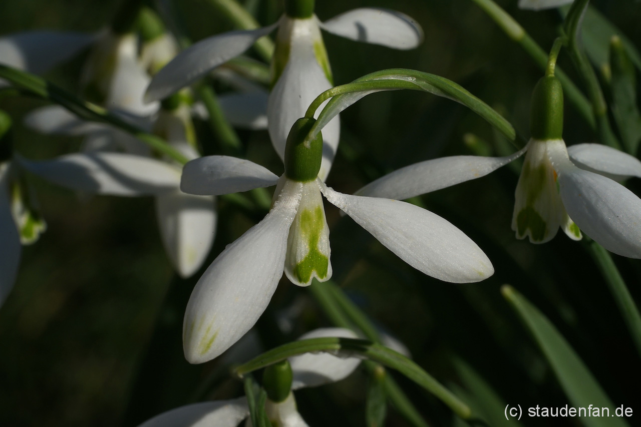 Galanthus 'Daphne's Scissors' ist eine Auslese aus der Wildart Galanthus elwesii.