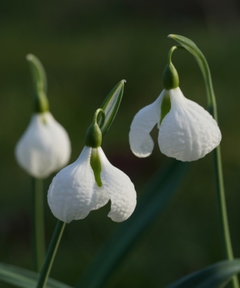 Die stark gehämmerten Blüten von Galanthus 'Diggory' verleihem dem Schneeglöckchen einen markanten Charakter.