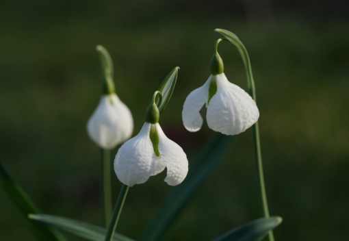 Die stark gehämmerten Blüten von Galanthus 'Diggory' verleihem dem Schneeglöckchen einen markanten Charakter.