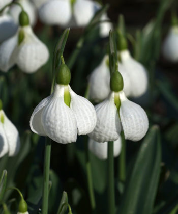 Der Klassiker Galanthus plicatus 'Diggory' ist ein unverwechselbares Schneeglöckchen und wächst hervorragend gut.