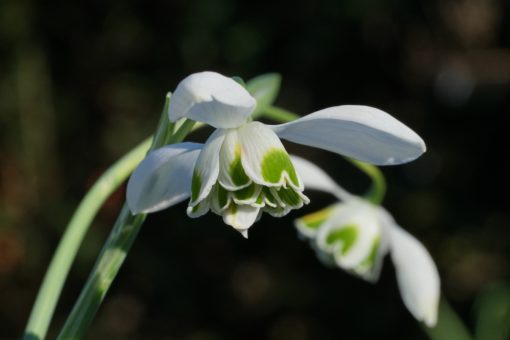 Die Blüten des Schneeglöckchens Galanthus 'Ophelia' sind ordentlich gefüllt und weisen grüne Markierungen auf.