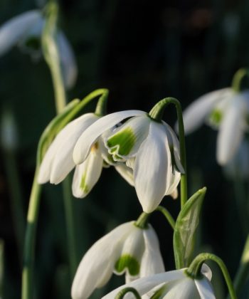 Galanthus 'Ophelia' bildet schnell kleine Tuffs von mehreren Schneeglöckchen und erfreut das Herz im Winter.