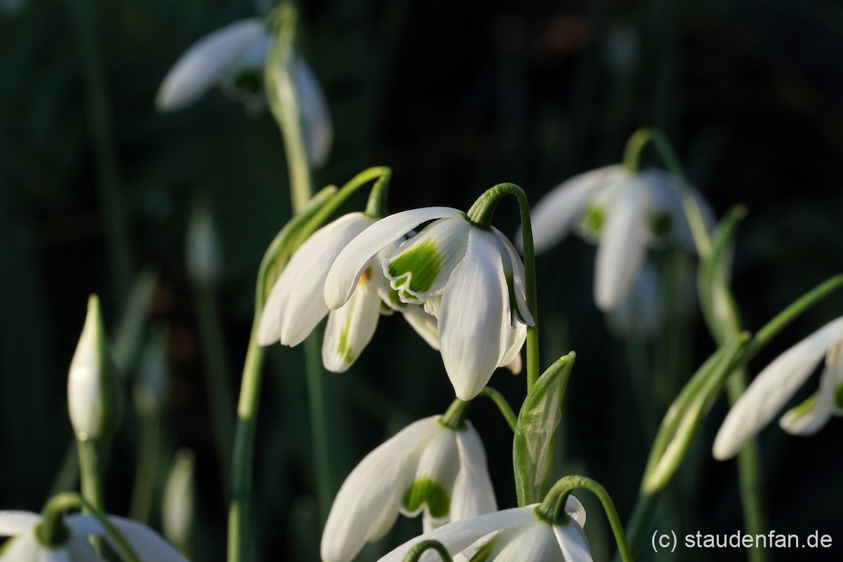Galanthus 'Ophelia' bildet schnell kleine Tuffs von mehreren Schneeglöckchen und erfreut das Herz im Winter.
