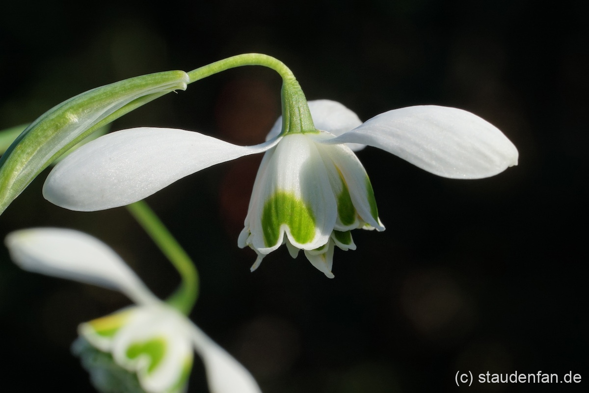 Galanthus 'Ophelia' ist ein einfach zu kultivierendes Schneeglöckchen und auch für Einsteiger in die Welt der Galanthomanie empfehlenswert.