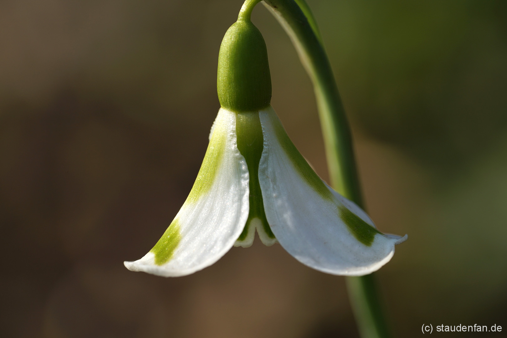 Galanthus 'Philippe Andre Meyer' ähnelt dem berühmten Schneeglöckchen 'South Hayes' ist aber viel heller in der Farbe.