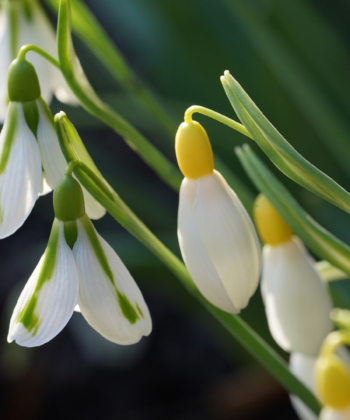 Zwei Klassiker nebeneinander. Links: Galanthus 'South Hayes' und Rechts: Galanthus 'Spindlestone Surprise'.