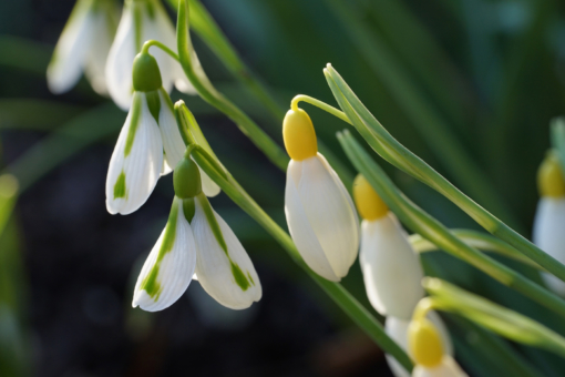 Zwei Klassiker nebeneinander. Links: Galanthus 'South Hayes' und Rechts: Galanthus 'Spindlestone Surprise'.