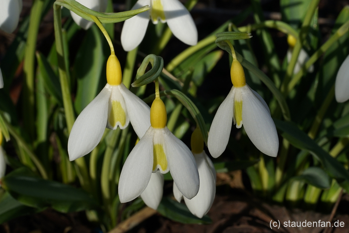 Einmal eingewachsen, bildet Galanthus 'Wendy’s Gold' einen schönen kleinen Tuff aus gelben Schneeglöckchenblüten.