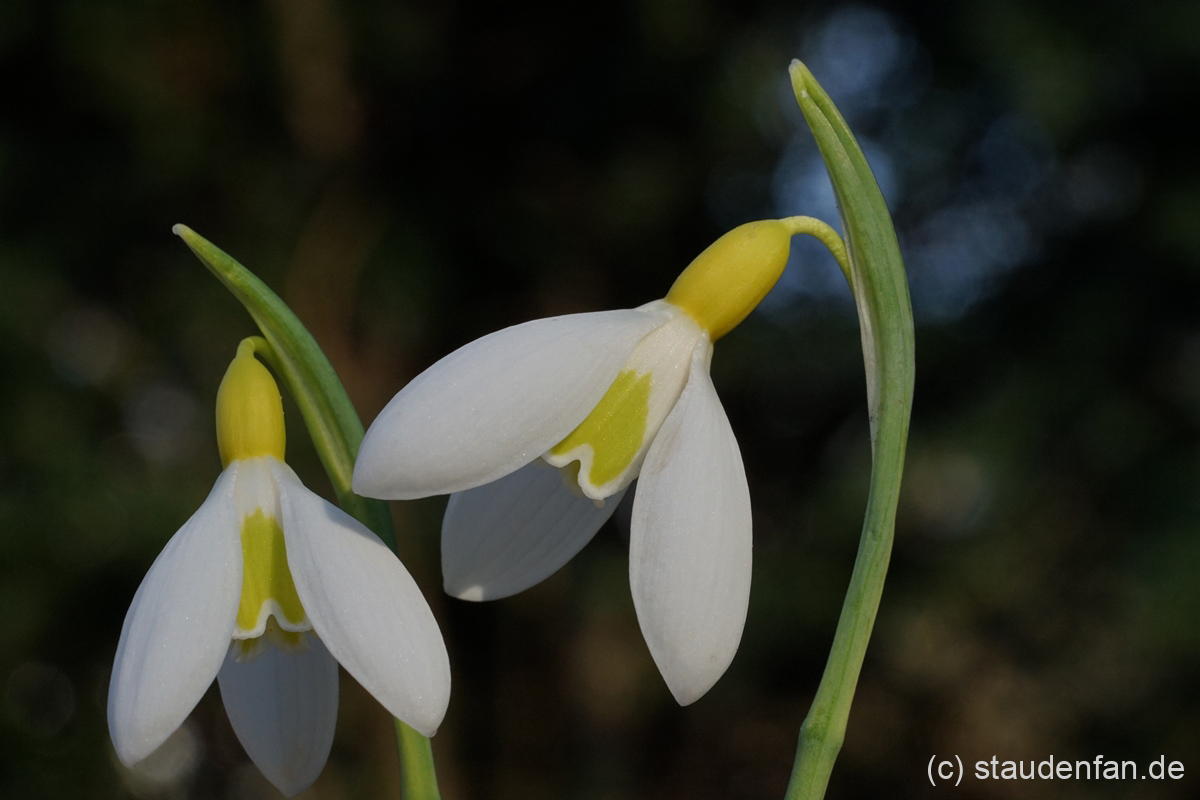 Das Galanthus 'Wendy's Gold' gehört zu den bekanntesten gelben Schneeglöckchen.