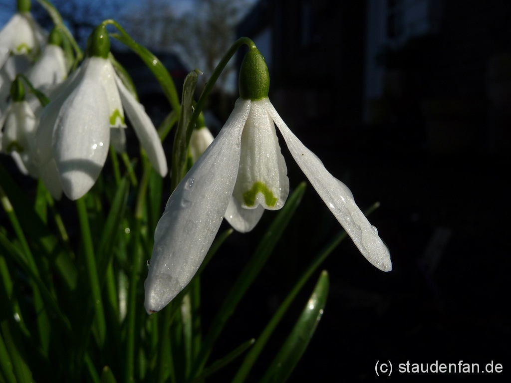 Galanthus nivalis 'Anglesey Abbey'