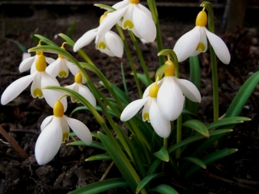 In der Frühlingssonne leuchtet das gelbe Schneeglöckchen Galanthus 'Spindlestone Surprise' schon von weitem.