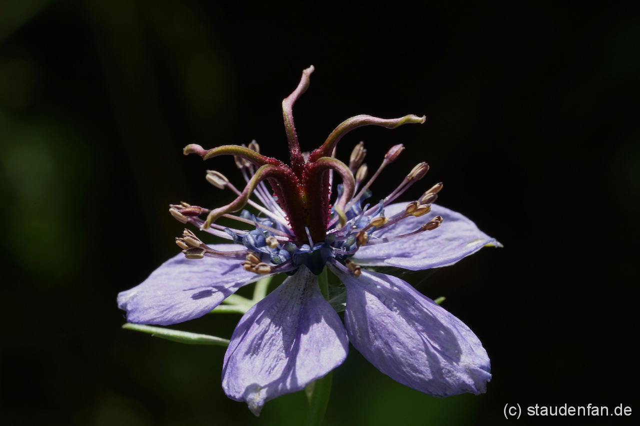Ein sich entwickelnder Samenstand des Schwarzkümmels Nigella papillosa 'Curiosity'.