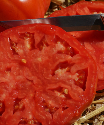 Ganz schöne Brummer: Tomate Brandywine Glicks