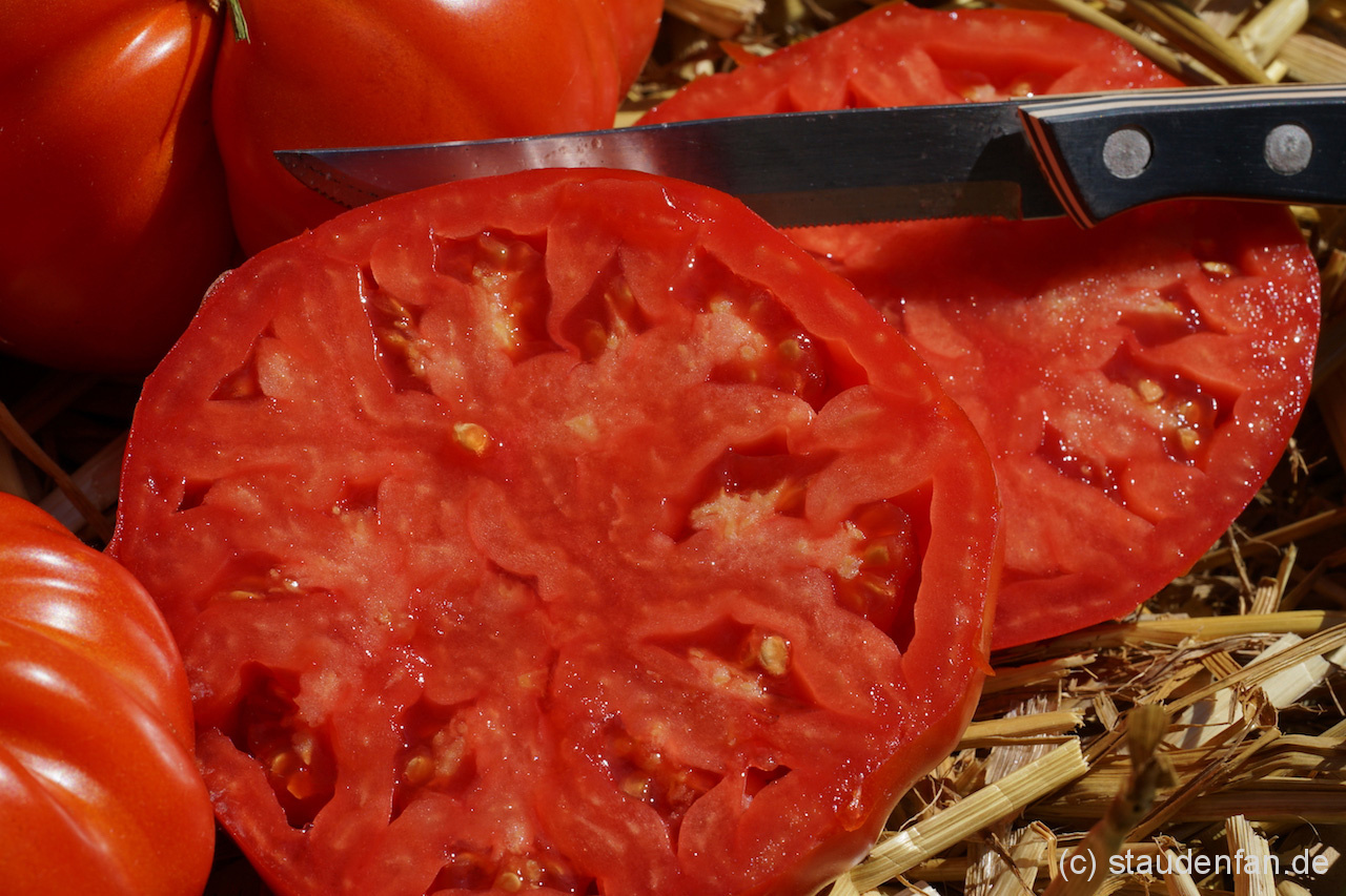 Ganz schöne Brummer: Tomate Brandywine Glicks