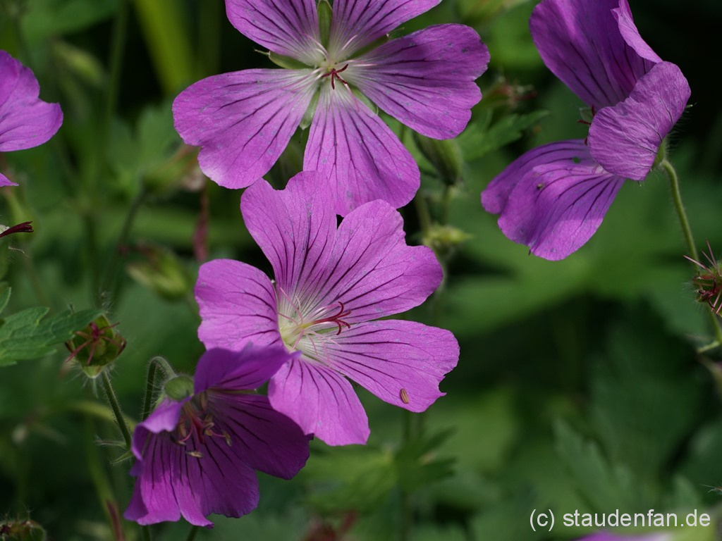 Geranium x ‚Sirak’ – Bild 2