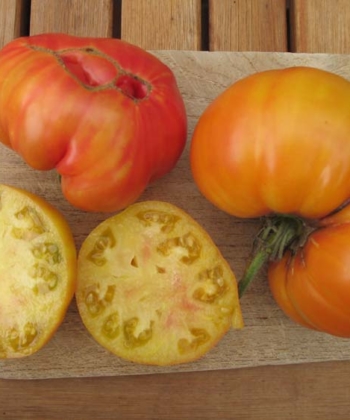 Tomate German Gold 3