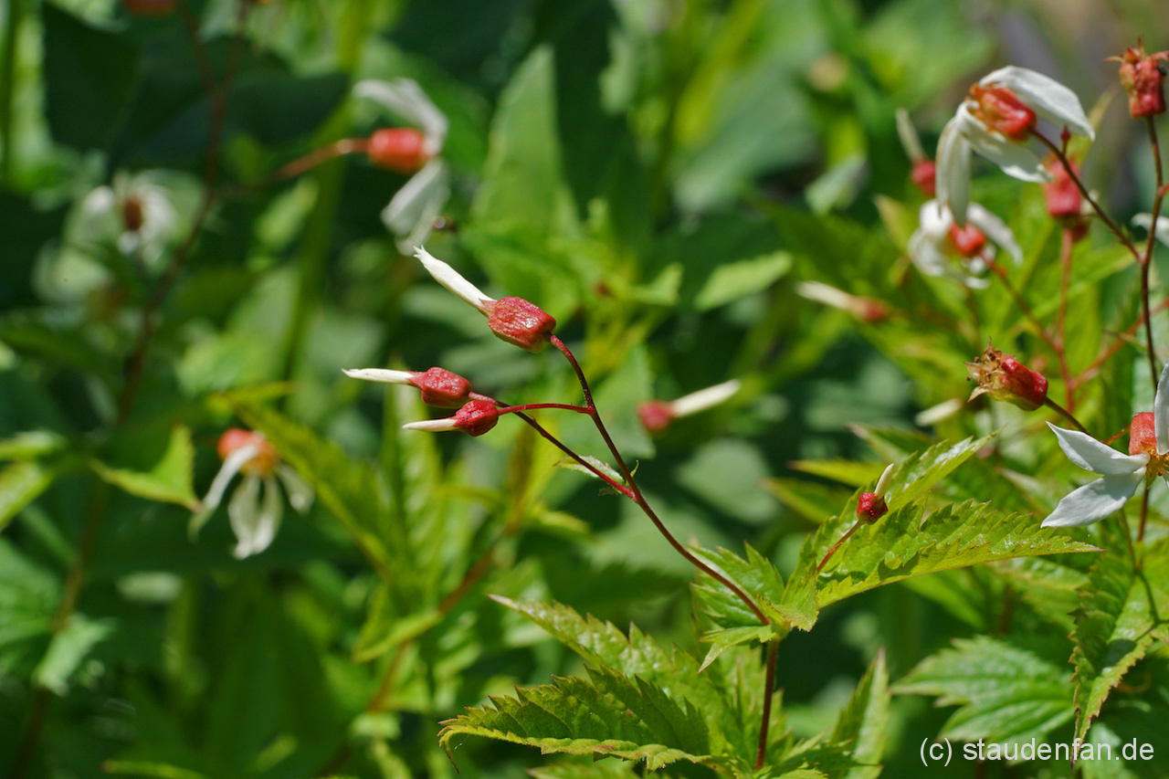 Gillenia stipulata CW2016234 – Bild 2