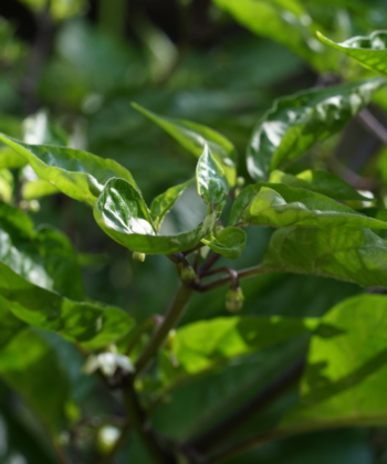Die Chili Golden Lantern hat dunkle Blattstiele.
