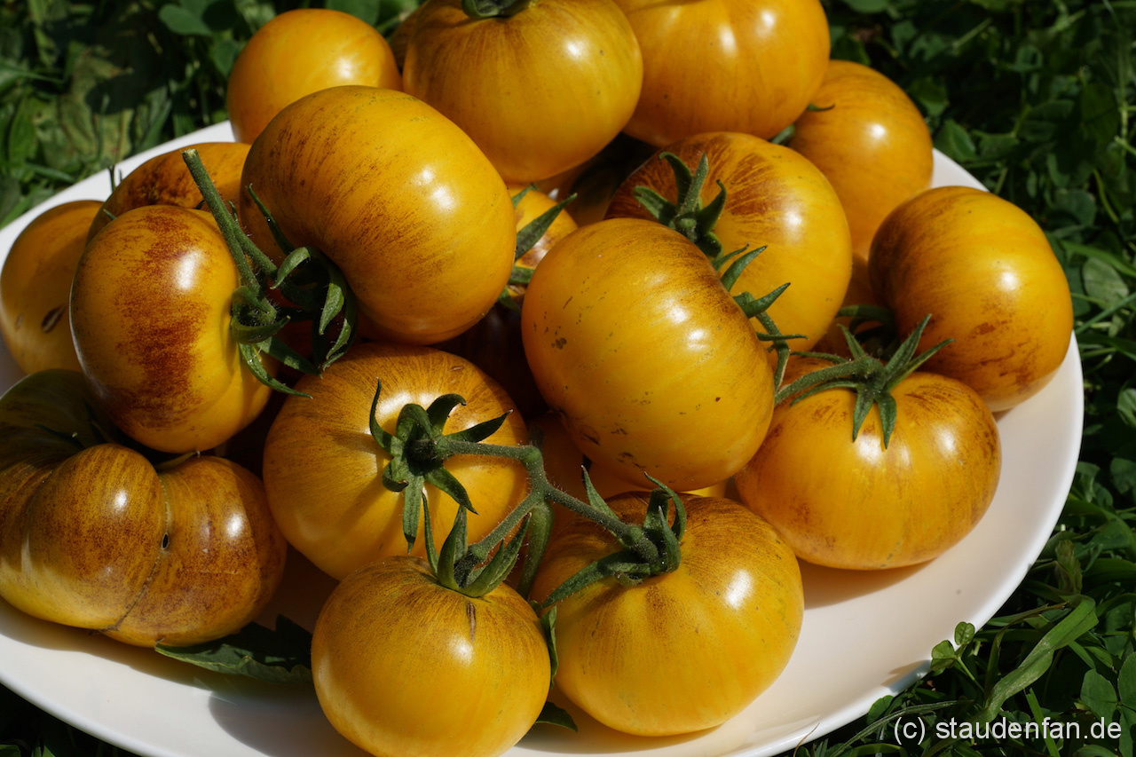 Golden Tiger trägt sehr reich und lässt sich super im Blumentopf ziehen.