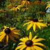 Der Sonnehut Rudbeckia fulgida var. sullivantii 'Goldsturm' ist eine pflegeleichte Staude und fühlt sich im jedem Garten wohl.