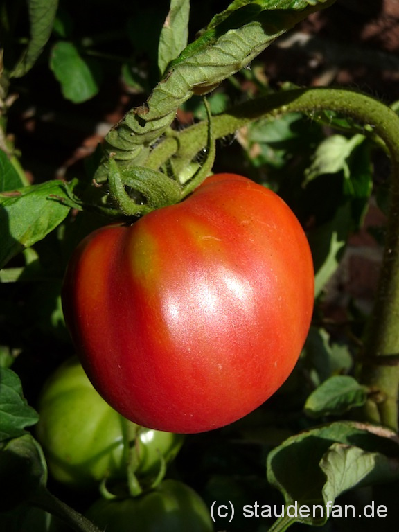 Tomate Grimpante x Brandywine