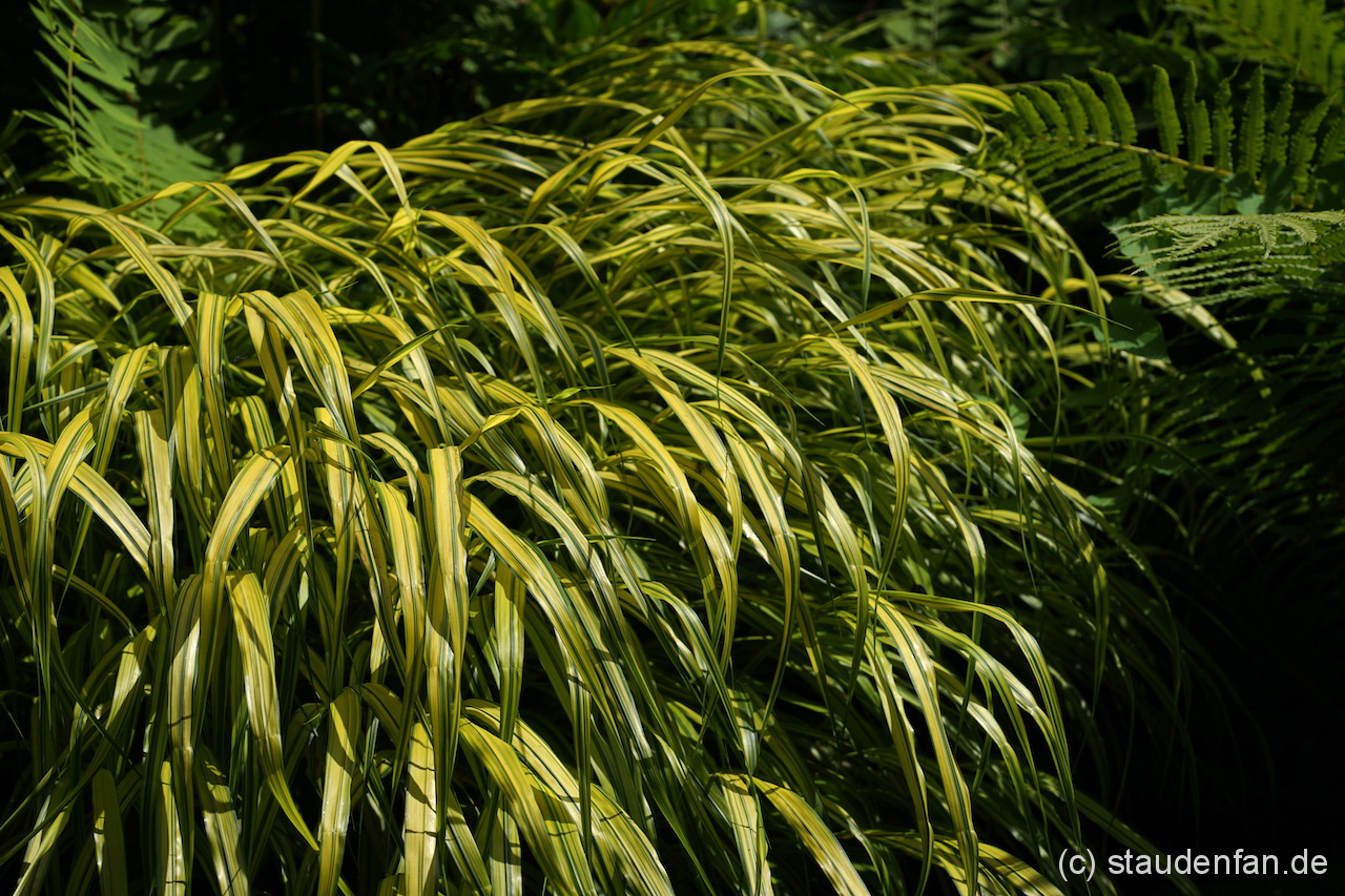 Hakonechloa macra ‚Aureola’