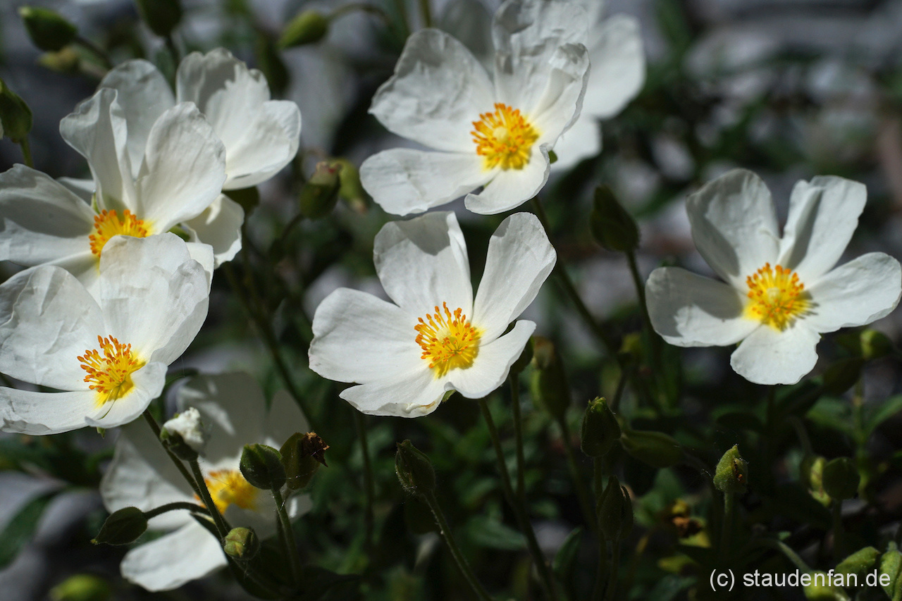 Halimiocistus x sahucii Gärtnerei Staudenfan