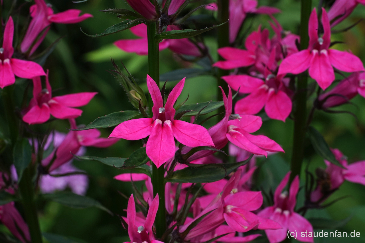 Lobelia x ‚Pinker Sämling’