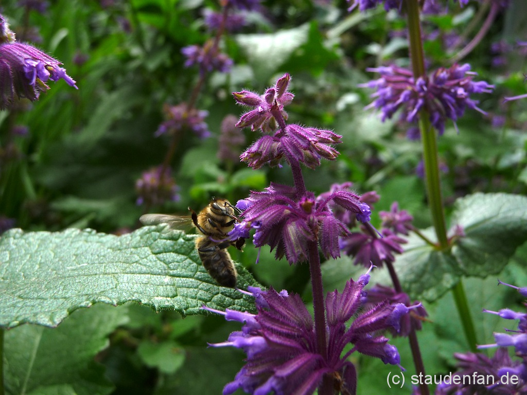 Honigbienen lieben den Quirlblütige Salbei. Hier: Salvia verticillata 'Smouldering Torches'.