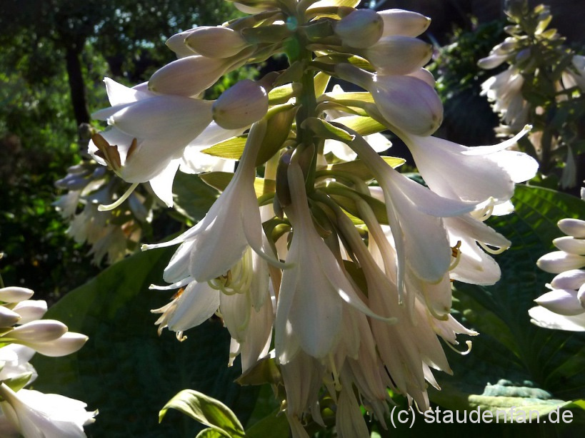 Hosta ‚Francess Williams’ – Bild 3
