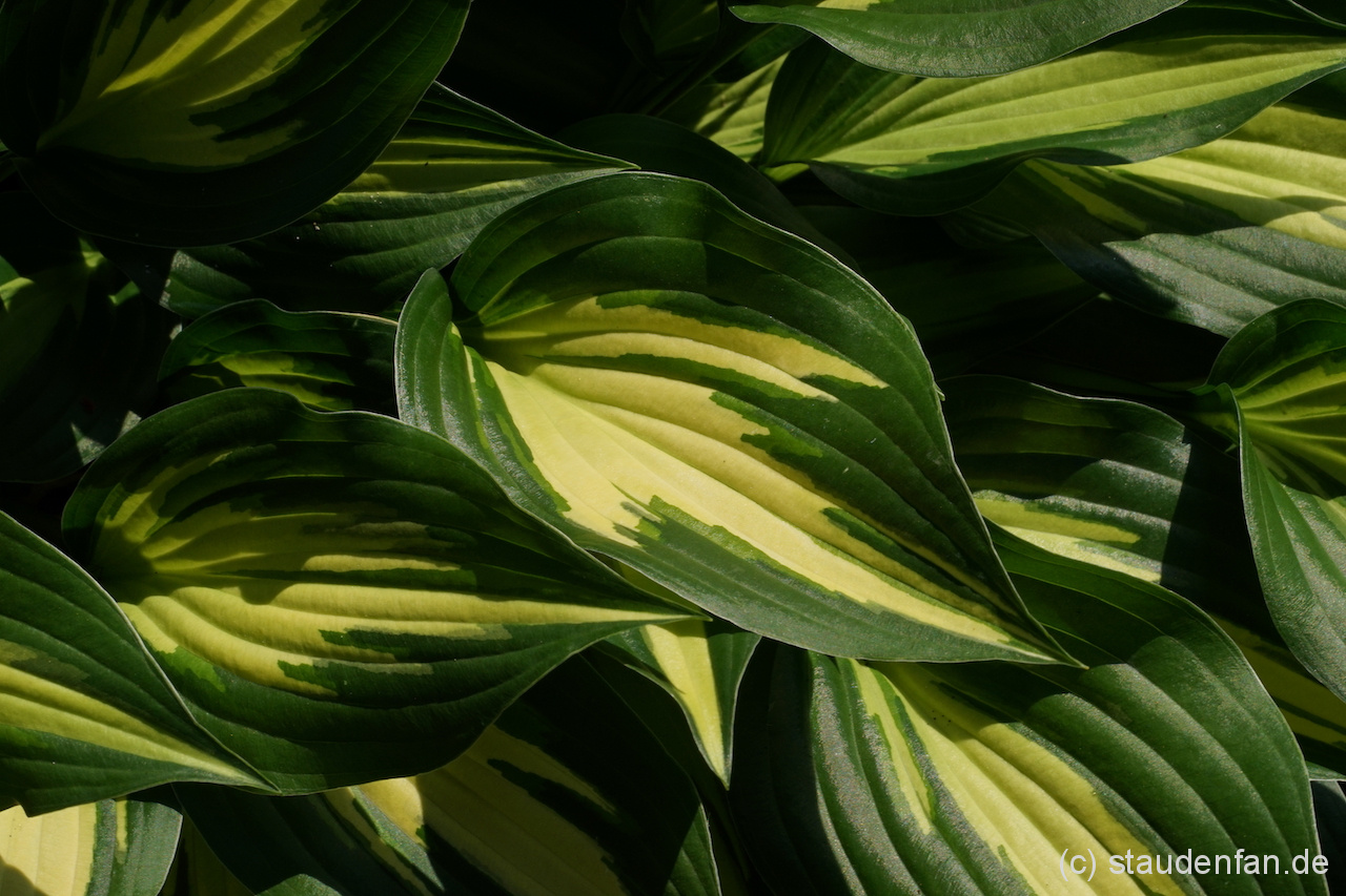 Hosta 'Surprised by Joy'.