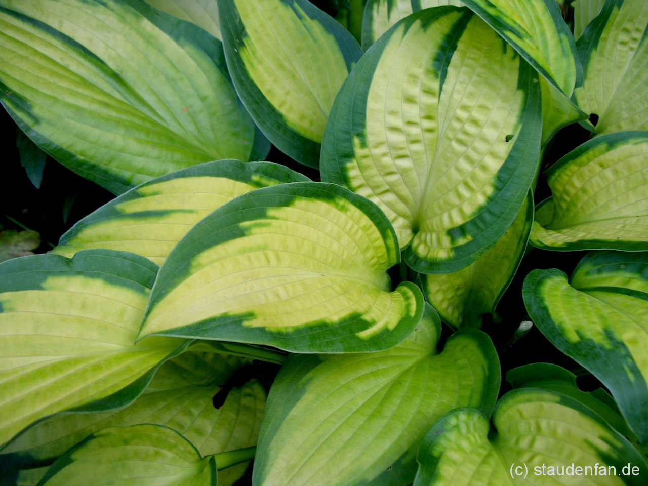 Hosta ‚Paul’s Glory’
