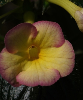 Der Schiefteller Achimenes Hugues Aufray besitzt zweifarbige Blueten