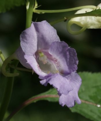 Impatiens arguta is winterhart und hat tropisch anmutende blaue-violette Blüten.