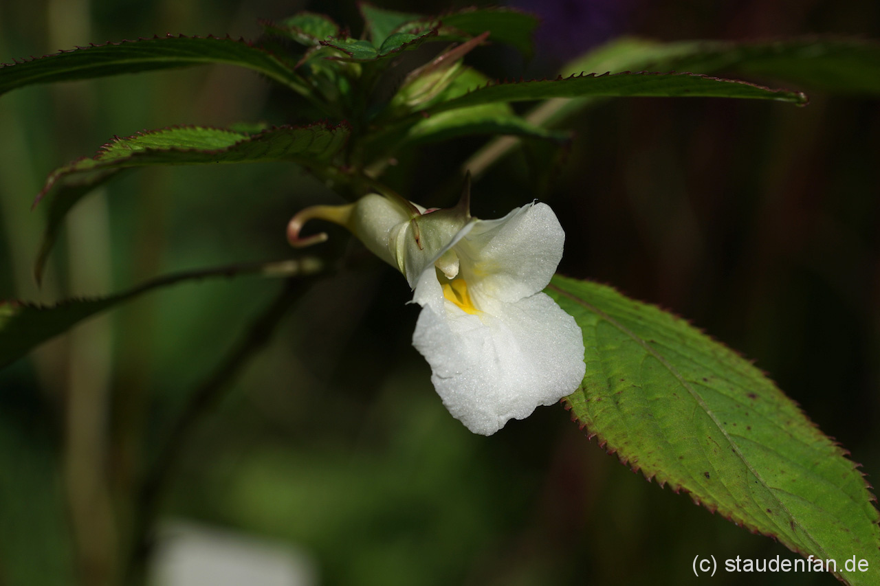 Impatiens arguta ‘Alba’ Gärtnerei Staudenfan