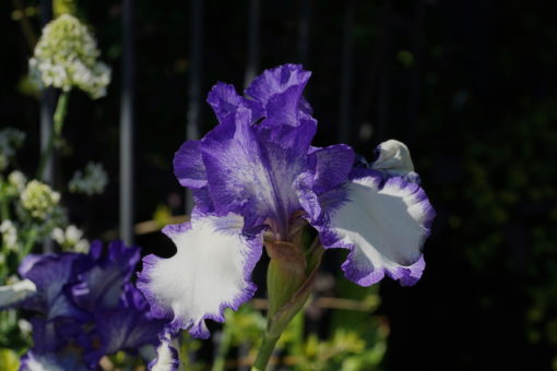 Iris barbata elatior 'Blue Staccato' ist eine duftende und umwerfend großblütige Bartiris.