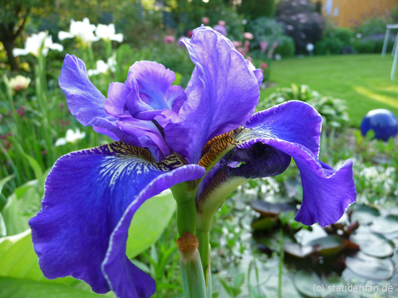 Iris sibirica 'Berlin Ruffles'