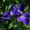 Iris sibirica 'Plissee' ist eine besonders kräftige Form der Sibirischen Wieseniris.