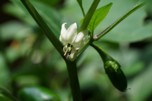 Die Blüten der Chili (Capsicum) 'TAM' sehen schön aus. Aus ihr entwickeln sich die leckeren Jalapenos.